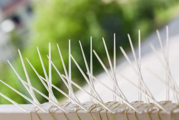 Bird Spikes Installation