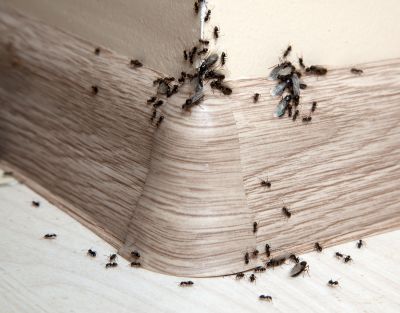Ants Extermination Service