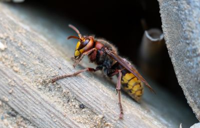 European Hornet Removal