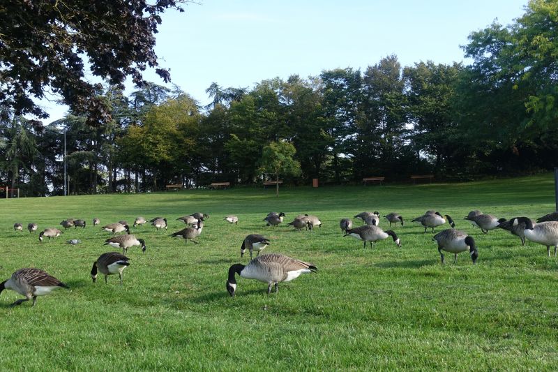 Geese Control Service