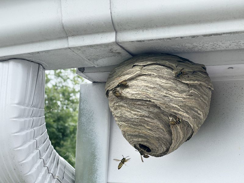 Hornets Nest Removal