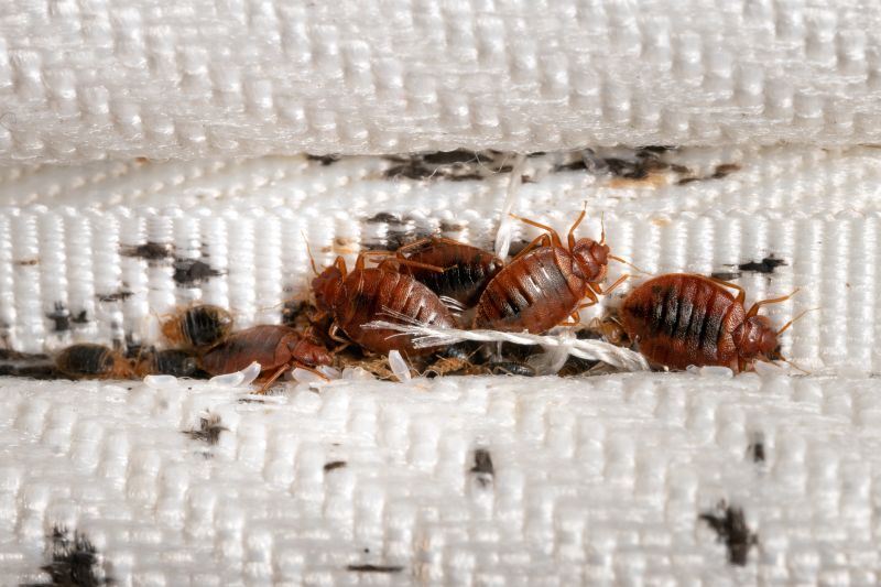 Bed Bug Signs