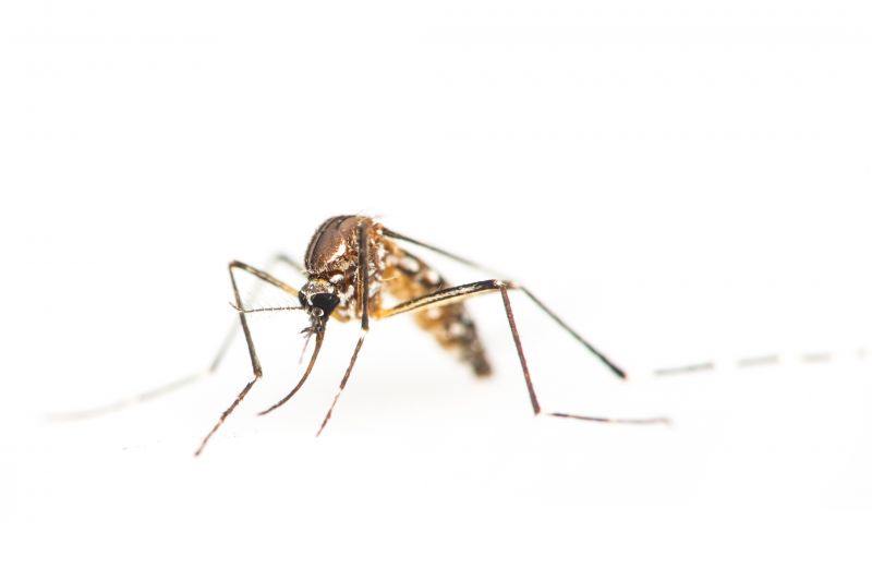Signs You Need Fly Or Mosquito Control Services