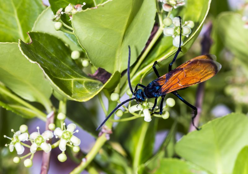 Tarantula Hawk Extermination