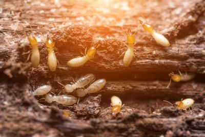 Termites Extermination