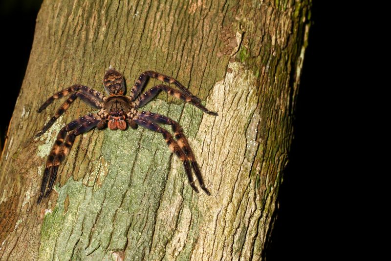 Trapdoor Spider Removal