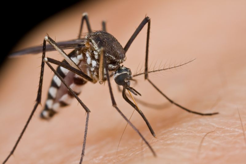 Why Spring Fly And Mosquito Pest Control Matters